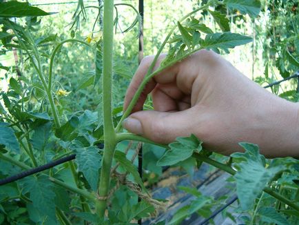 Când a planta tomate în seră ca o pauza de pe răsaduri, în timp ce roșii fruiting, cum să planteze și