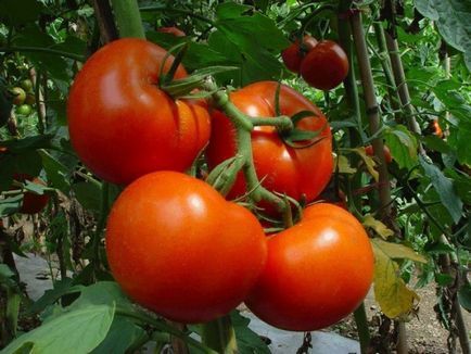 Când a planta tomate în seră ca o pauza de pe răsaduri, în timp ce roșii fruiting, cum să planteze și