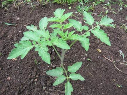 Când a planta tomate în seră ca pământul și rupe, se adună la fructificare,