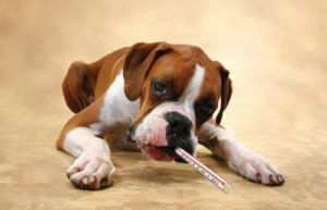 Colita la câini - cauze, simptome și tratament