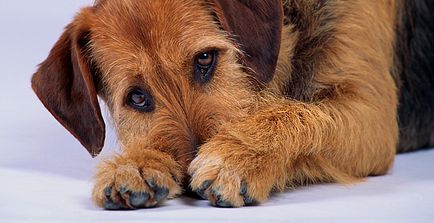 Colita la câini - o inflamație a intestinului gros