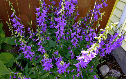 Bluebells flori, idei frumoase pentru gradina