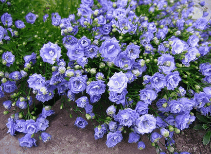 Bluebells flori, idei frumoase pentru gradina