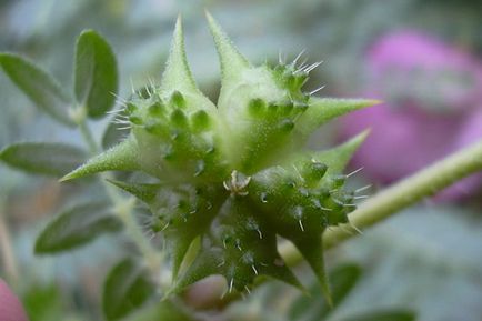 Prickly plantelor - apa - sursa de frumusețe și de tineret