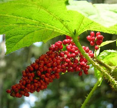 Prickly plantelor - apa - sursa de frumusețe și de tineret