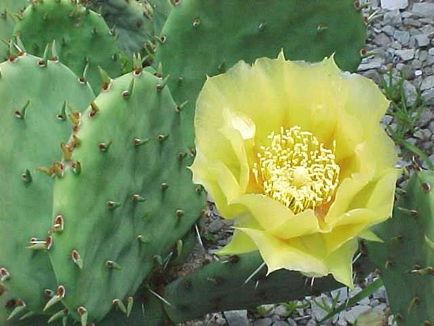 Prickly plantelor - apa - sursa de frumusețe și de tineret