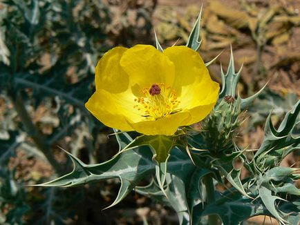 Prickly plantelor - apa - sursa de frumusețe și de tineret