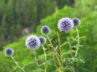 plante spinoase în grădină