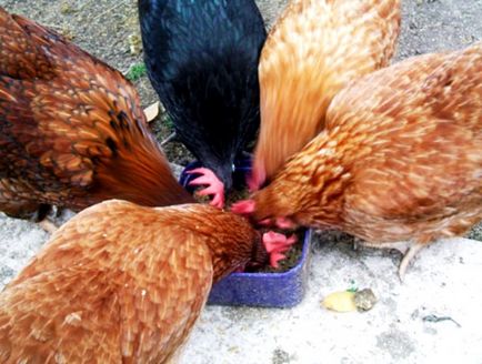Hrană pentru compoziție găini ouătoare, reguli prescrise, fotografii și videoozor