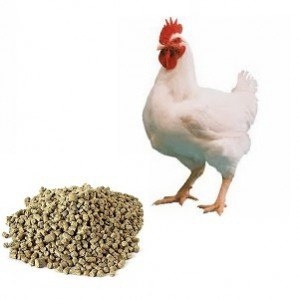 Hrană pentru găinile ouătoare costul produsului finit și de casă