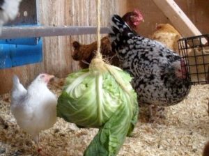 Hrană pentru găinile ouătoare costul produsului finit și de casă