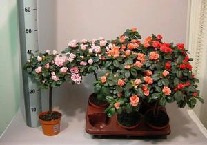 Descriere camera de flori Azalea cu o fotografie, cultivare și întreținere la domiciliu, de reproducție