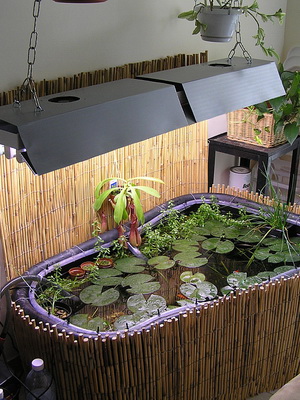 Compoziții din plante ghiveci de apă în cultivarea de interior, iar iazul de grădină apos înfățișată