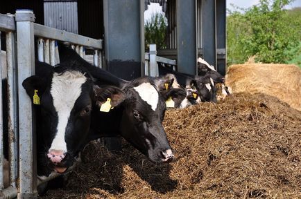 hrănirea bovine