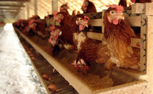 Hrănirea găinilor ouătoare în condiții de sfaturi de acasă