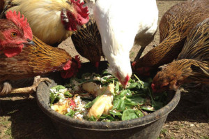Hrănirea găinilor ouătoare în condiții de sfaturi de acasă