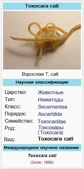 Toxocara pisica (Toxocara cati) - «pisica Ascaris“