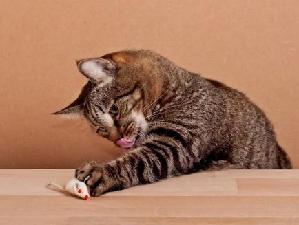 Pisici-ratcatchers descriere rasa si fotografie