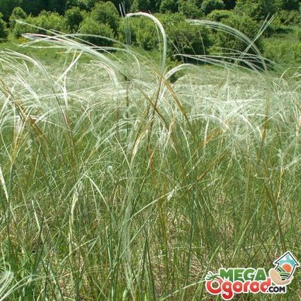 Stipa pulcherrima în creștere și utilizarea