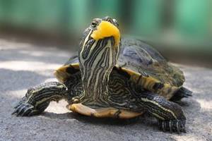 glisoarele Red-eared trăiesc mulți ani, decât să se hrănească broasca testoasa, de ce ea nu a mâncat și ce grija ei (de îngrijire) glisoarele Red-eared trăiesc mulți ani, decât să se hrănească broasca testoasa, de ce ea nu a mâncat și ce grija ei