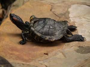 glisoarele Red-eared trăiesc mulți ani, decât să se hrănească broasca testoasa, de ce ea nu a mâncat și ce grija ei (broasca) glisoarele Red-eared trăiesc mulți ani, decât să se hrănească broasca testoasa, de ce ea nu a mâncat și ce grija ei