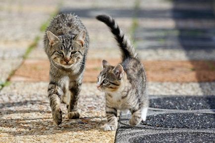 O prezentare generală a raselor comune de pisici cu animale de companie tigrate fotografie