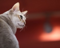 O prezentare generală a raselor comune de pisici cu animale de companie tigrate fotografie