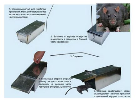 mâinile Rat-capcană - cum să facă o capcană