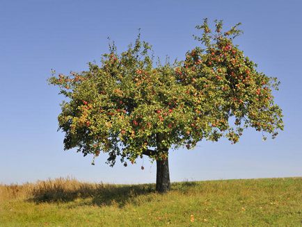 copac Crohn, structura și tipurile sale - trebuie să știți înainte de a tăia