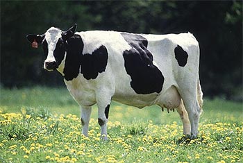 Enciclopedia pentru copii (prima ediție) - Bovine