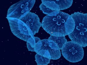 Cine e meduze articol informativ pentru copiii de meduze