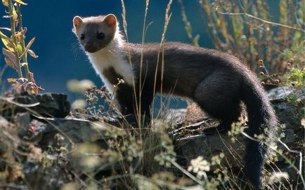 Martens - animalele născute de familie nevastuica, tipuri de jderi