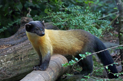 Martens - animalele născute de familie nevastuica, tipuri de jderi