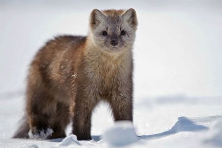 Martens - animalele născute de familie nevastuica, tipuri de jderi