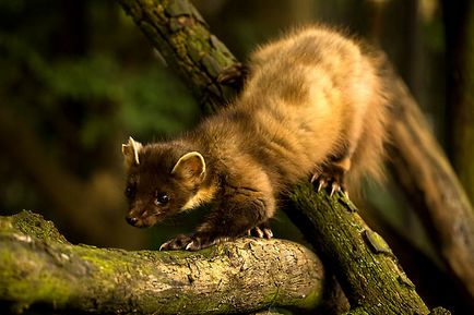 Martens - animalele născute de familie nevastuica, tipuri de jderi