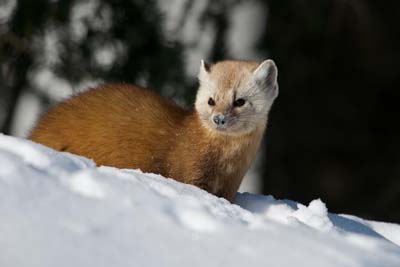 Martens - animalele născute de familie nevastuica, tipuri de jderi