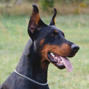 Relief de urechi și coadă la câini