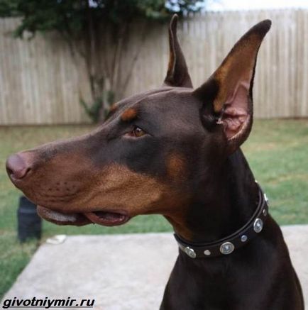 Relief de urechi la câini