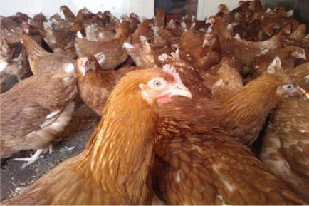 Cumpara găinilor ouătoare, la un preț scăzut de la fermă păsări de curte