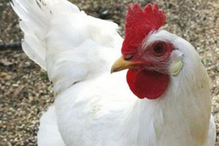 Cumpara găinilor ouătoare, la un preț scăzut de la fermă păsări de curte