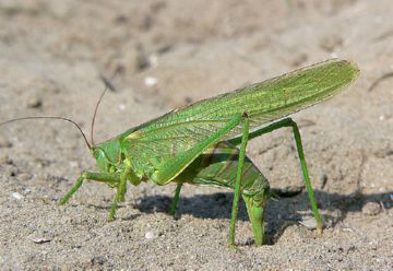 Grasshopper verde stil de viață, descriere, reproducerea și nocivitatea