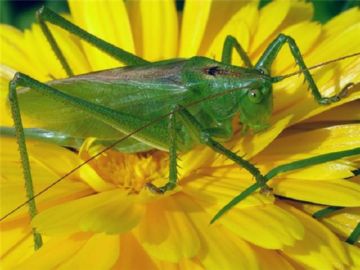 Grasshopper verde stil de viață, descriere, reproducerea și nocivitatea