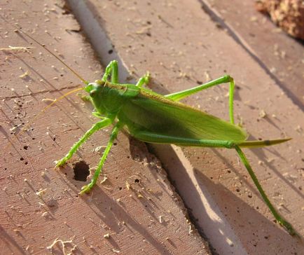 Grasshopper - verde Grasshopper