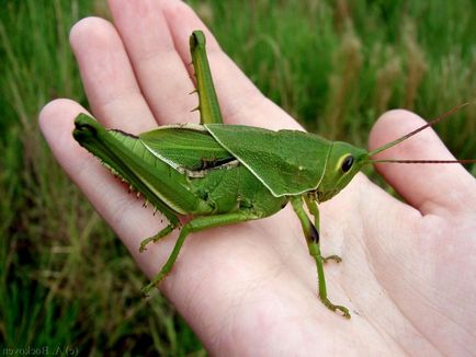 Grasshopper - verde Grasshopper