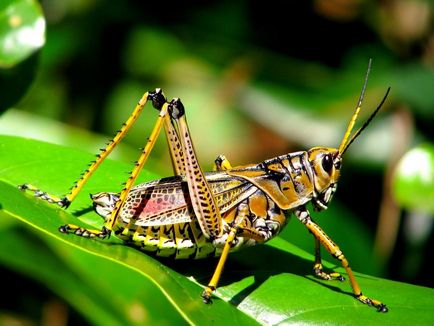 Grasshopper - verde Grasshopper