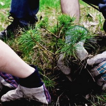 Amenajare a teritoriului Fotografie de arbori și arbuști în grădină, compoziția de arbori și arbuști