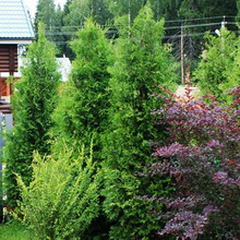 Amenajare a teritoriului Fotografie de arbori și arbuști în grădină, compoziția de arbori și arbuști