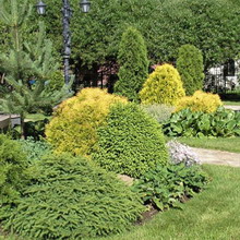 Amenajare a teritoriului Fotografie de arbori și arbuști în grădină, compoziția de arbori și arbuști