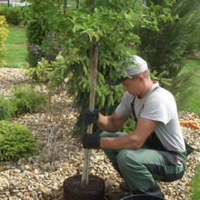 Amenajare a teritoriului Fotografie de arbori și arbuști în grădină, compoziția de arbori și arbuști