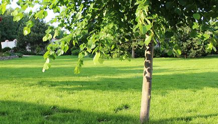 Amenajare a teritoriului Fotografie de arbori și arbuști în grădină, compoziția de arbori și arbuști